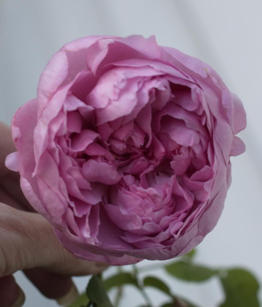 Charles Rennie McKintosh photo CharlesRennieMckintosh2_zpseeb93f92.jpg